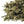 Load image into Gallery viewer, White Monkey Paw Green Tea