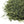 Load image into Gallery viewer, Gyokuro Green Tea