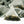 Load image into Gallery viewer, Jasmine Blossom Green Tea Pyramid Teabags