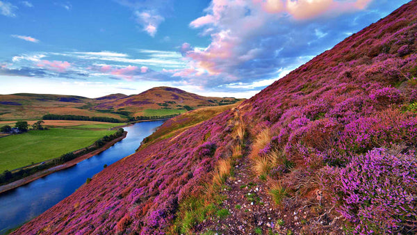 Dreams of Scotland